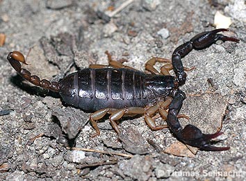 Skorpion mit Giftstachel