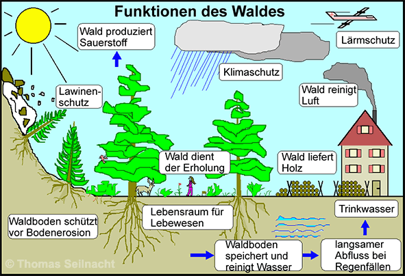 Funktionen des Waldes