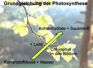 Grundgleichung der Fotosynthese