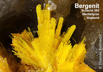 Bergenit ais Mechelgrün