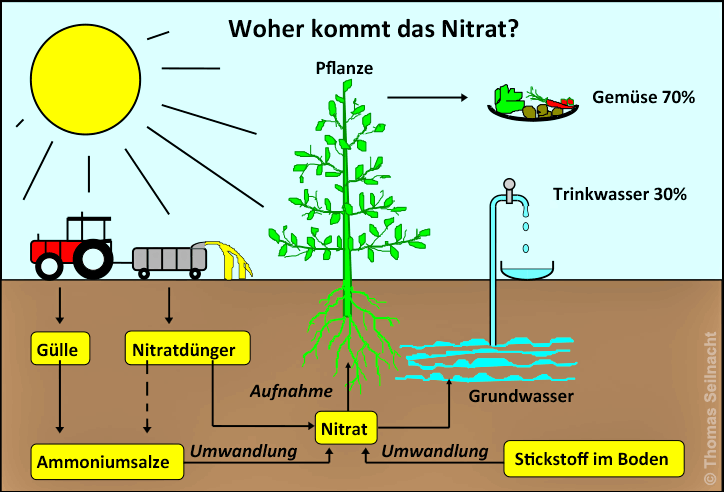 Woher kommt das Nitrat?